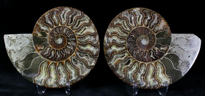 Cut/Polished Ammonite Pair - Agatized #20850